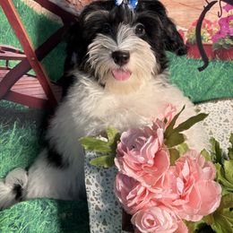 Cary - Black and white Havanese puppy in Clermont, Florida from Country Sweet Havanese and Creative Coaching