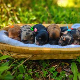 Companion Cross, Mal-Shi, Maltese, Maltipoo, Morkie, and Shih Tzu Puppies from Seeking Shalom Acres Maltese, Maltipoos & Havamalts