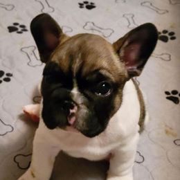 French Bulldogs from Sassy Little Bulldogs