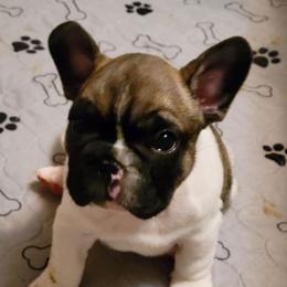 French Bulldogs from Sassy Little Bulldogs