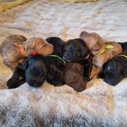 Australian Cobberdog Puppies from Lively Acres Cobberdogs