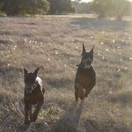 Doberman Pinscher Puppies from Birkline Dobermans
