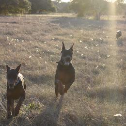 Doberman Pinscher Puppies from Birkline Dobermans