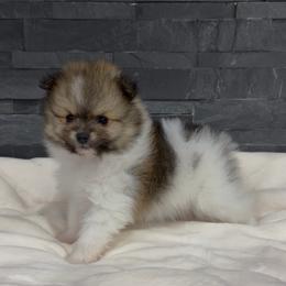 Prince - Tri-colored male Pomeranian puppy in Goodyear, Arizona from AZ Royal Doxies llc