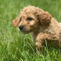 Goldendoodles and Irish Doodles from Blue Ridge Doodles