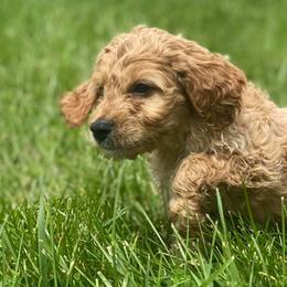 Goldendoodles and Irish Doodles from Blue Ridge Doodles