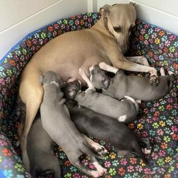 Italian Greyhound puppies from Khani's Basenjis and Italian Greyhounds