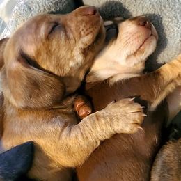 Dachshunds from Doxie Acres PA