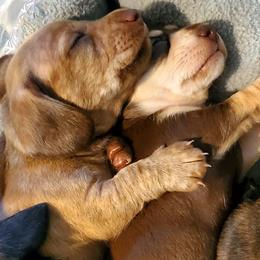 Dachshunds from Doxie Acres PA