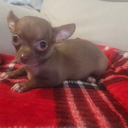 Boy 2 - Chocolate male Chihuahua puppy in Warsaw, Virginia from B&D Chihuahuas