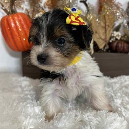 Female parti - Parti female Yorkshire Terrier puppy in Denver, Colorado from Melrey's paws