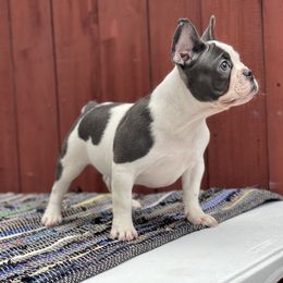 French Bulldog Puppies from Xklusive frenchies