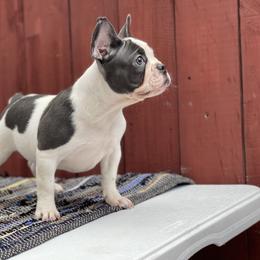 French Bulldog Puppies from Xklusive frenchies
