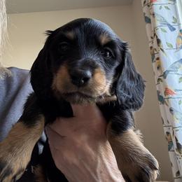 Teal - Black and tan female Dachshund puppy in Meridian, Idaho from Schön Duchshund