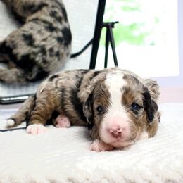 Digatron - male Australian Mountain Doodle puppy in Decatur, Illinois from Signature Doodles