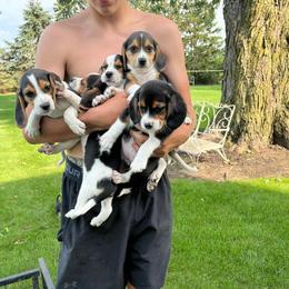 Beagle Puppies from Bachman’s Kennel