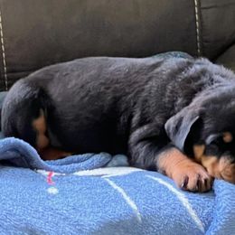 Rottweilers from A & F Rottweilers