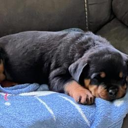 Rottweilers from A & F Rottweilers