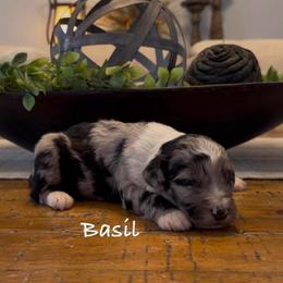 Basil - Blue merle male Aussiedoodle puppy in Cartersville, Georgia from Simply Blessed Doodles