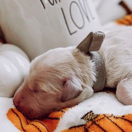 “Willie” Nelson - Cream Goldendoodle puppy in Pine Bluff, Arkansas from Maizey Jane’s Doodles