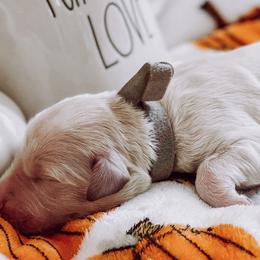 “Willie” Nelson - Cream Goldendoodle puppy in Pine Bluff, Arkansas from Maizey Jane’s Doodles