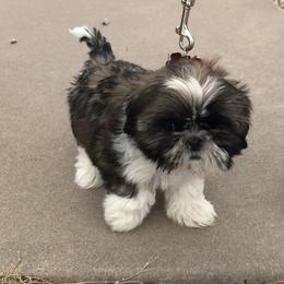Shih Tzu Puppies from Willow Lane Shih Tzus