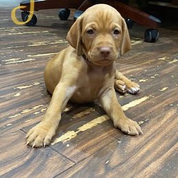 Vizsla Puppies from Woller Vizsla's