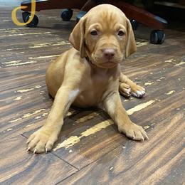 Vizsla Puppies from Woller Vizsla's