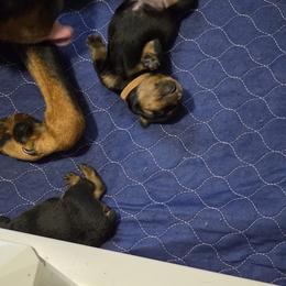 Rottweiler Puppies from Rottbies