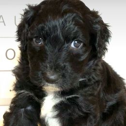 Aussiedoodles from Mountain Mama’s Doodles