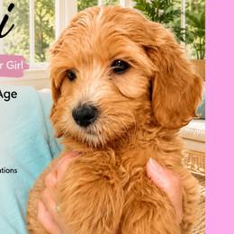 Kiwi: Light Pink Collar - Apricot female Goldendoodle puppy in Raceland, Louisiana from Cajun Doodles