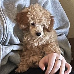 Oakley Rain - Poodle