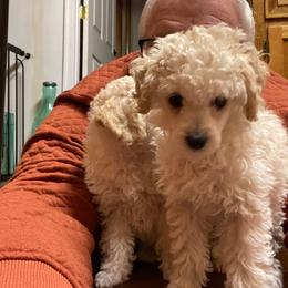 Zara - Cream female Poodle puppy in North Prince George, Virginia from ROYAL VISTA