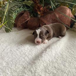 Ember - Red & white female Miniature Australian Shepherd puppy in Oroville, Washington from High Mountain Aussies