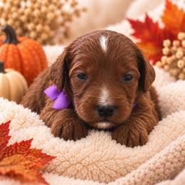 Purple - Red female Irish Doodle puppy in Madison, Wisconsin from Morningside Doodles