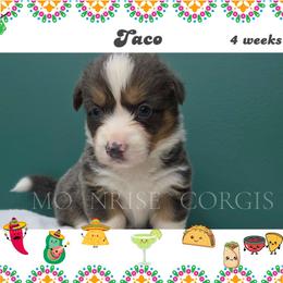 Taco - Gray and white male American Corgi puppy in Mansfield, Ohio from Moonrise corgis