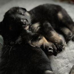 German Shepherd Puppies from Gems German Shepherd Dog Puppies