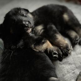 German Shepherd Puppies from Gems German Shepherd Dog Puppies