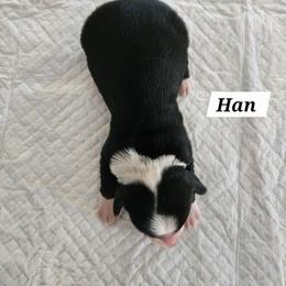 Han - Black brown and white male Tibetan Terrier puppy in Dorena, Oregon from West Coast Tibetans