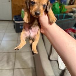 Female 5 - Dapple female Dachshund puppy in Houma, Louisiana from Portier’s Mini Dachshunds