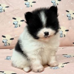 Black Parti boy - Black parti male Pomeranian puppy in Princeton, New Jersey from PureLove Poms.