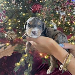Ruthie - Merle female Bernedoodle puppy in Yuba City, California from Ranch House Doodles