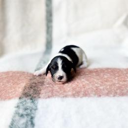 Cooper jr - Black and tan male Dachshund puppy in Salters, South Carolina from Long-Pine Dachshund
