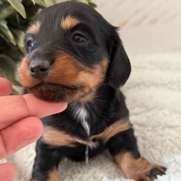 Lila - Black and tan female Dachshund puppy in Gerber, California from Red Dirt Doxies
