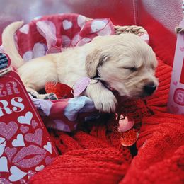 Golden Retriever Puppies from Great Lakes Golden Retreivers