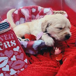 Golden Retriever Puppies from Great Lakes Golden Retreivers