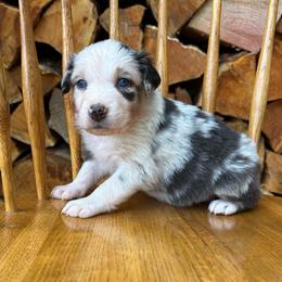 Bluey - Blue merle female Australian Shepherd puppy in Hillsboro, Oregon from A&D Australian Shepherds