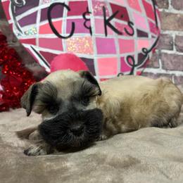 Boomer - Salt and pepper male Miniature Schnauzer puppy in Lufkin, Texas from C&K’s Schnauzer House