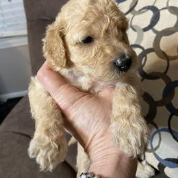 Sheepadoodle Puppies from Doodles of Central Arkansas