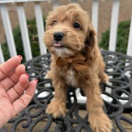 Nacho - Apricot male Goldendoodle puppy in Mint Hill, North Carolina from DoodleForever